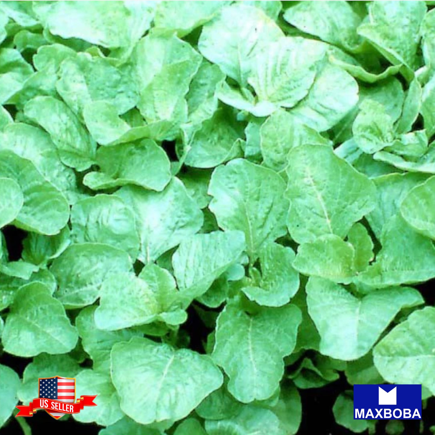 Amaranth Seeds Green Leaf Lu Hsien Non-GMO Heirloom