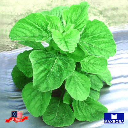 Amaranth Seeds Green Leaf Lu Hsien Non-GMO Heirloom