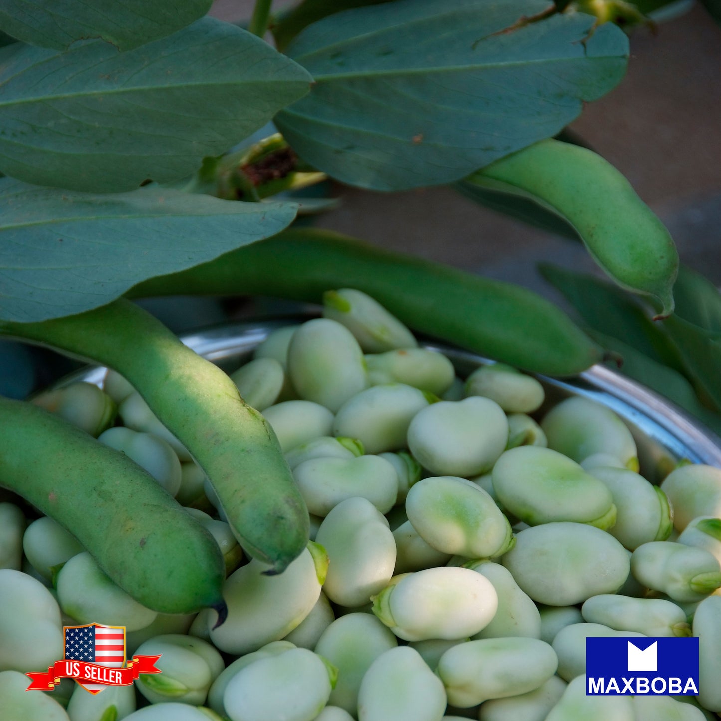 Fresh!!Cover Crop Broad Windsor Seeds Fava Bean Non-GMO Heirloom Vegetable Garden