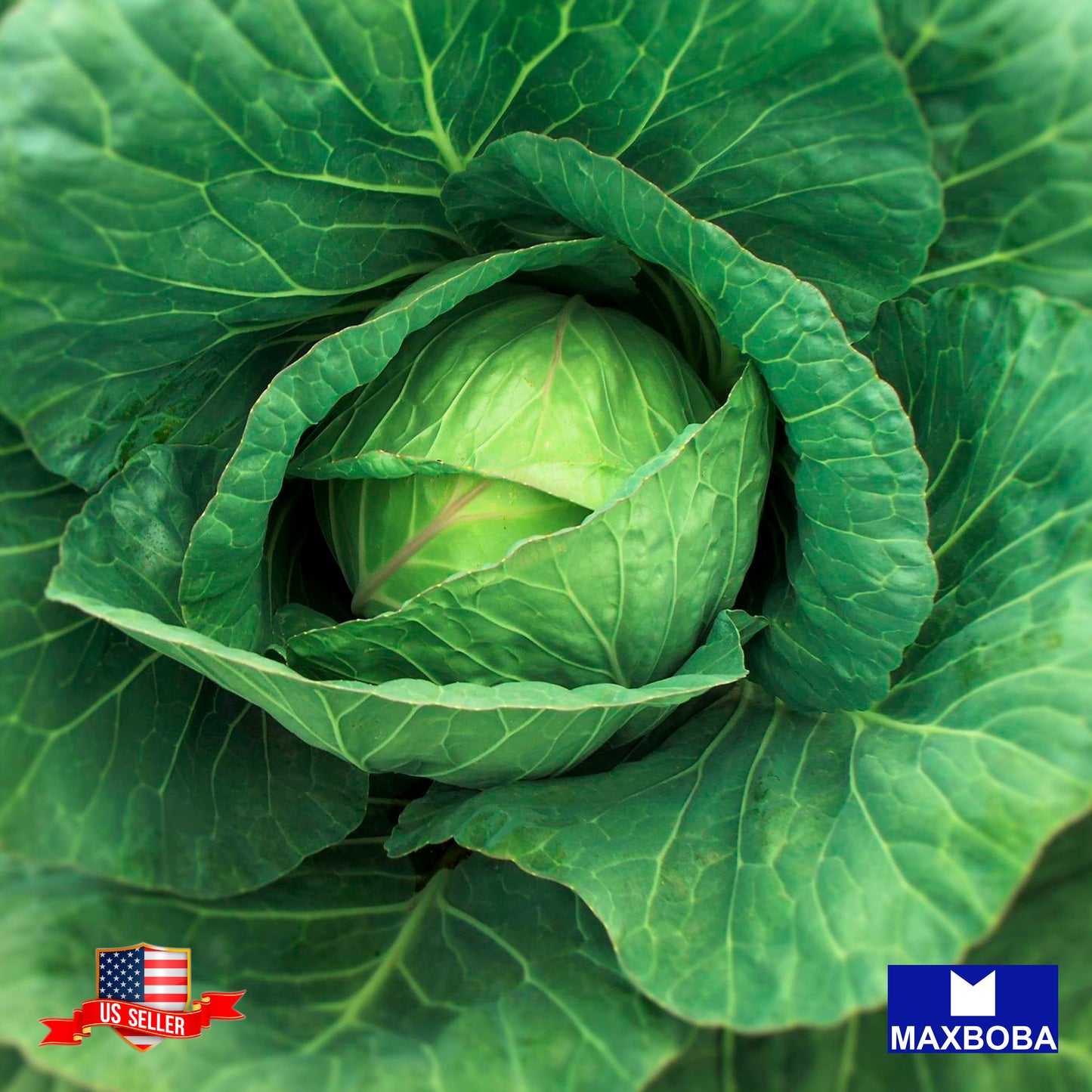 Cabbage Fresh Seeds - Copenhagen Market Non-GMO  Heirloom Vegetable Garden