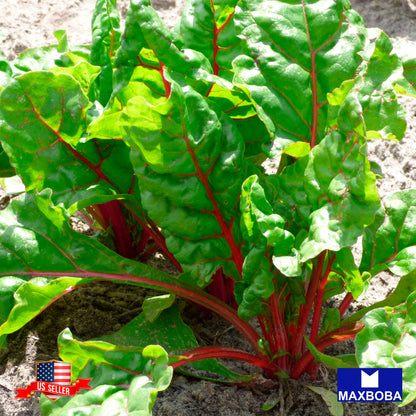 Swiss Chard Fresh Seeds - Ruby Red Non-GMO Heirloom Vegetable Garden