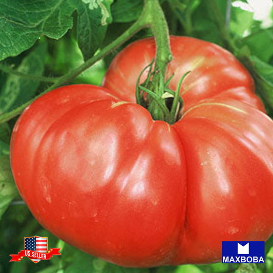 Tomato Giant Red Beefsteak Seeds Vegetable Non-GMO