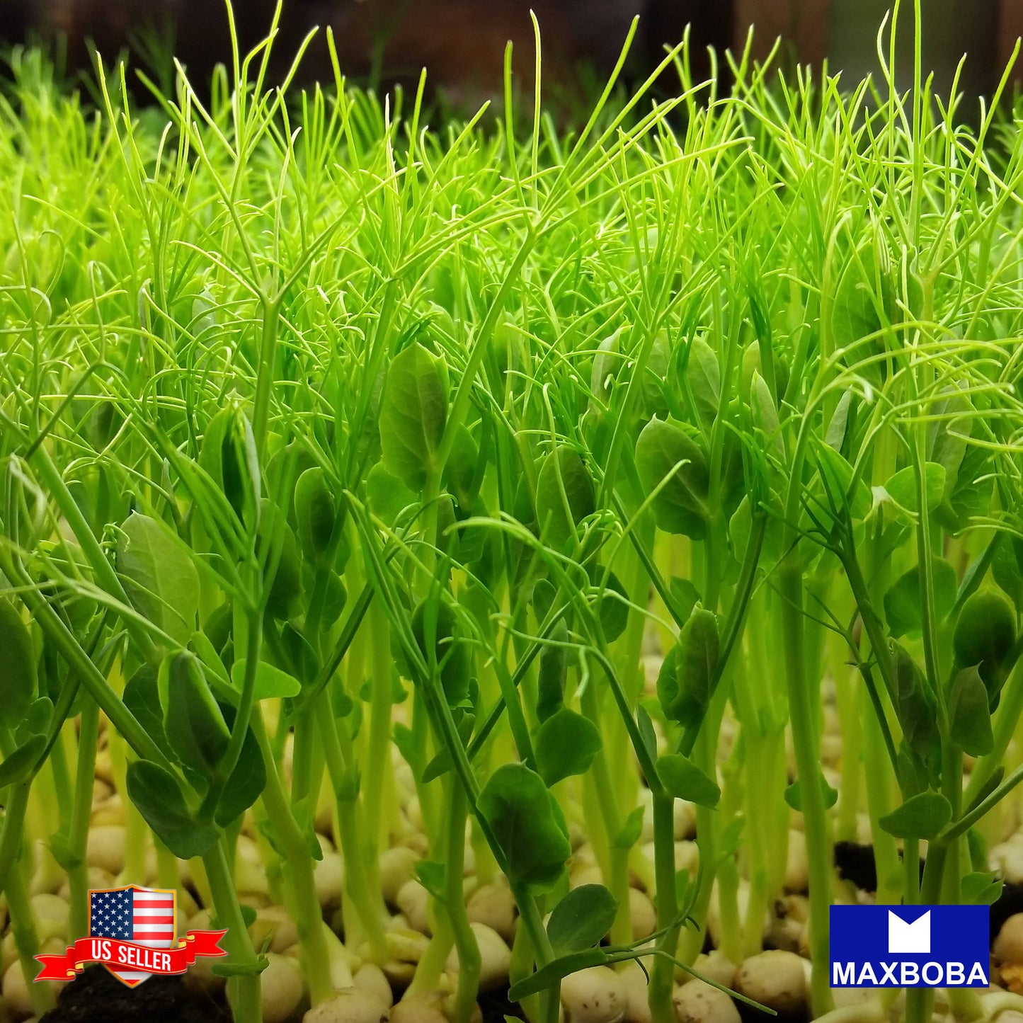 Pea Microgreens Seeds - Afila Tendril Non-GMO Heirloom Vegetable