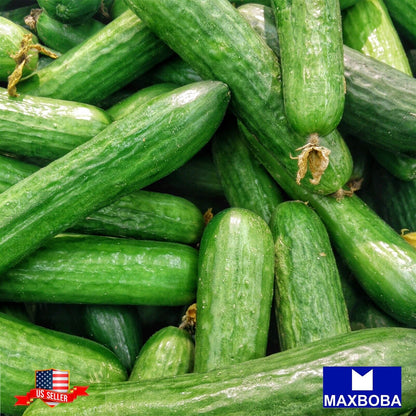 Cucumber Seeds - Muncher Non-GMO / Heirloom / Vegetable Garden Fresh