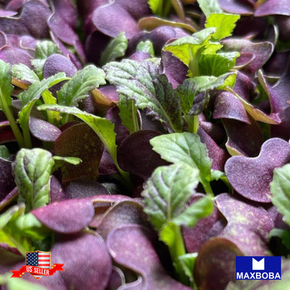 Mustard Osaka Purple Microgreens Seeds Heirloom Non-GMO
