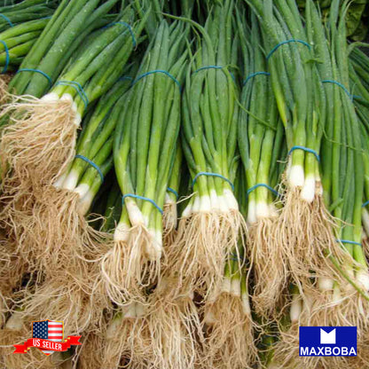 Onion Seeds - Bunching - Tokyo Long White (Organic) Non-GMO Heirloom Vegetable