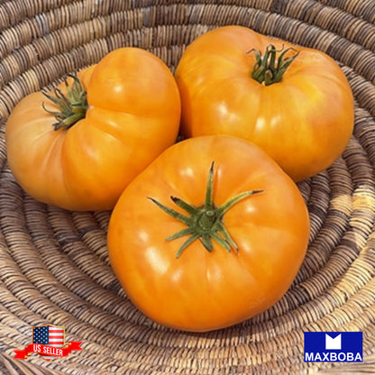Tomato Seeds Slicing Amana Orange Heirloom Vegetable Non-GMO