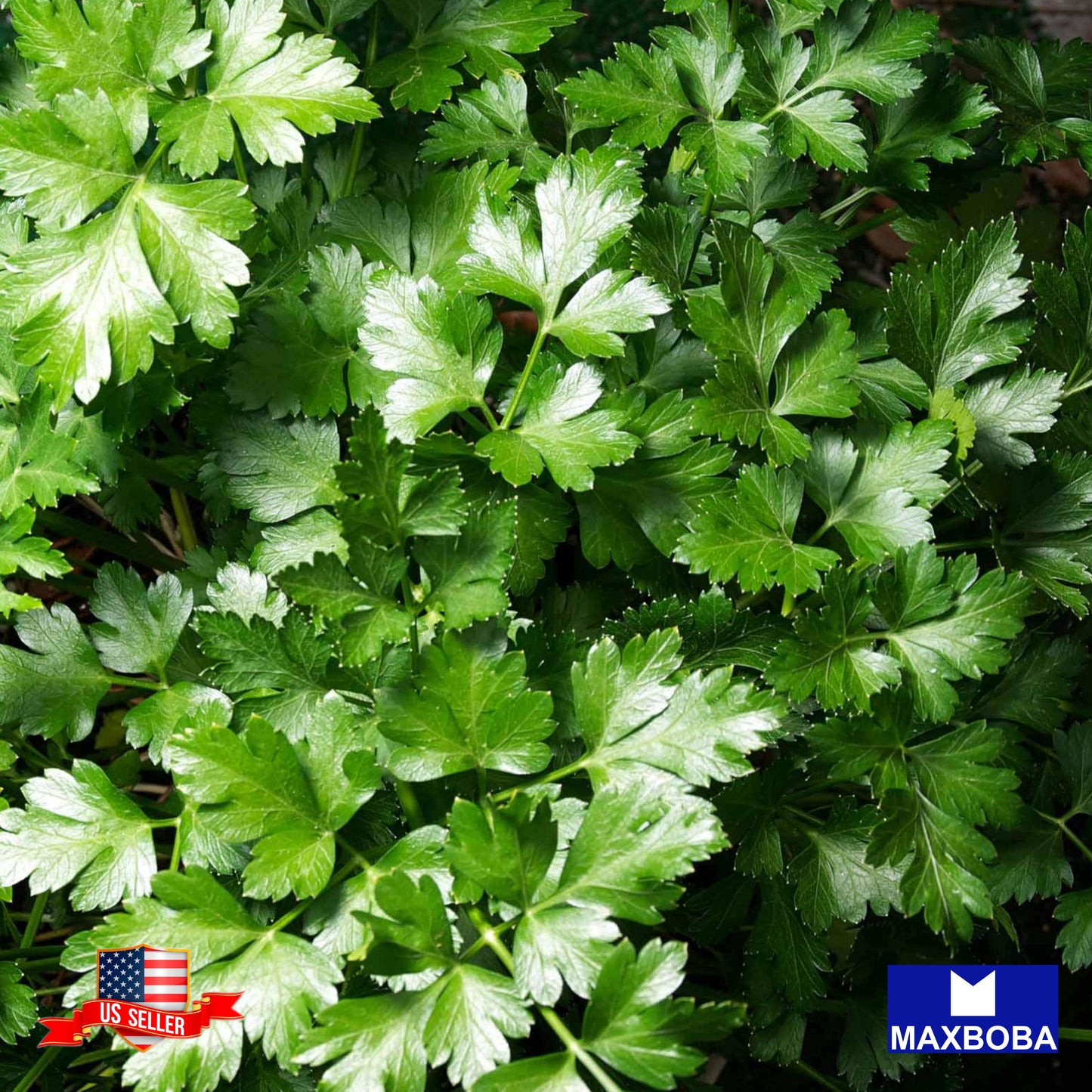 Parsley Dark Green Italian Flat-leaf Microgreens Seeds Heirloom Non-GMO