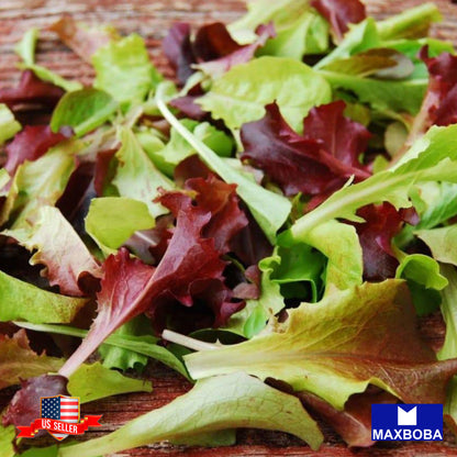 Lettuce Fresh Seeds - Mixed Greens - Gourmet Mixture Non-GMO Heirloom Vegetable
