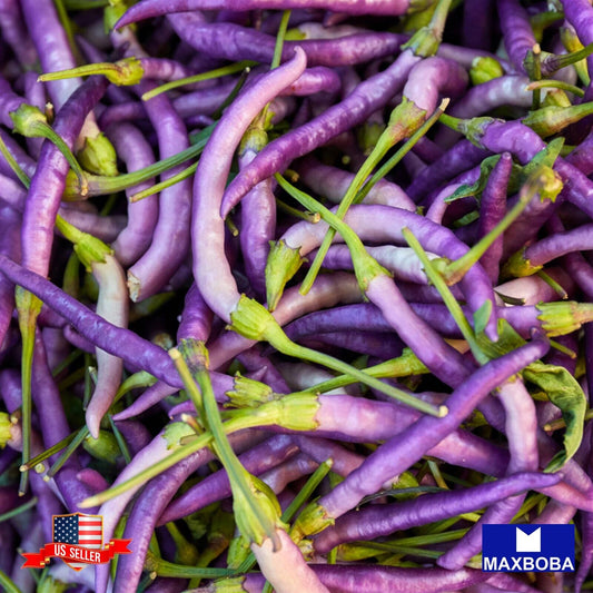 Pepper Seeds Hot Cayenne Purple Non-GMO Heirloom Vegetable