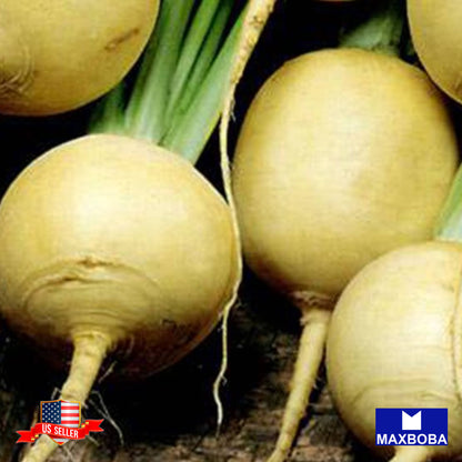 Turnip Seeds - Gold Ball Non-GMO, Heirloom Garden Vegetable / Fresh