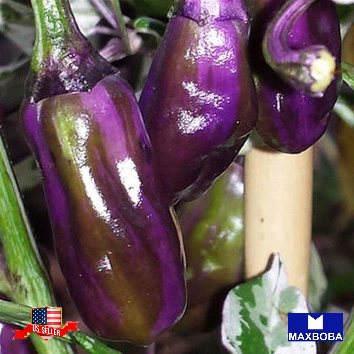 Pepper Seeds Hot Purple Tiger Heirloom Vegetable Non-GMO