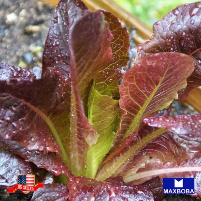 LettuceFresh Seeds - Red Romaine Non-GMO Heirloom Vegetable