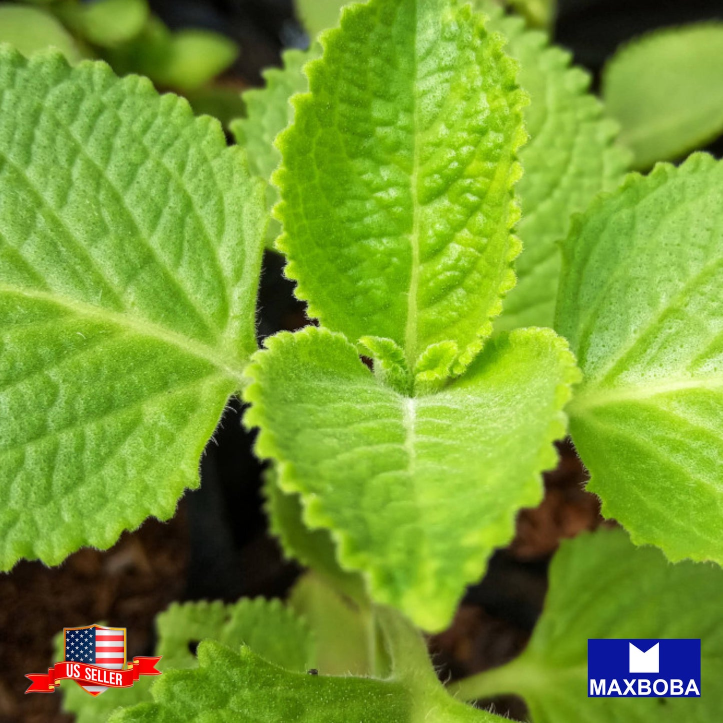 Shiso Herb Perilla Green Seeds Heirloom Non-GMO
