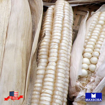 Corn Dent Hickory King White Seeds Heirloom Vegetable Non-GMO