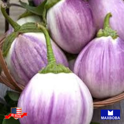 Eggplant Seeds Round Purple Heirloom Non-GMO Vegetable