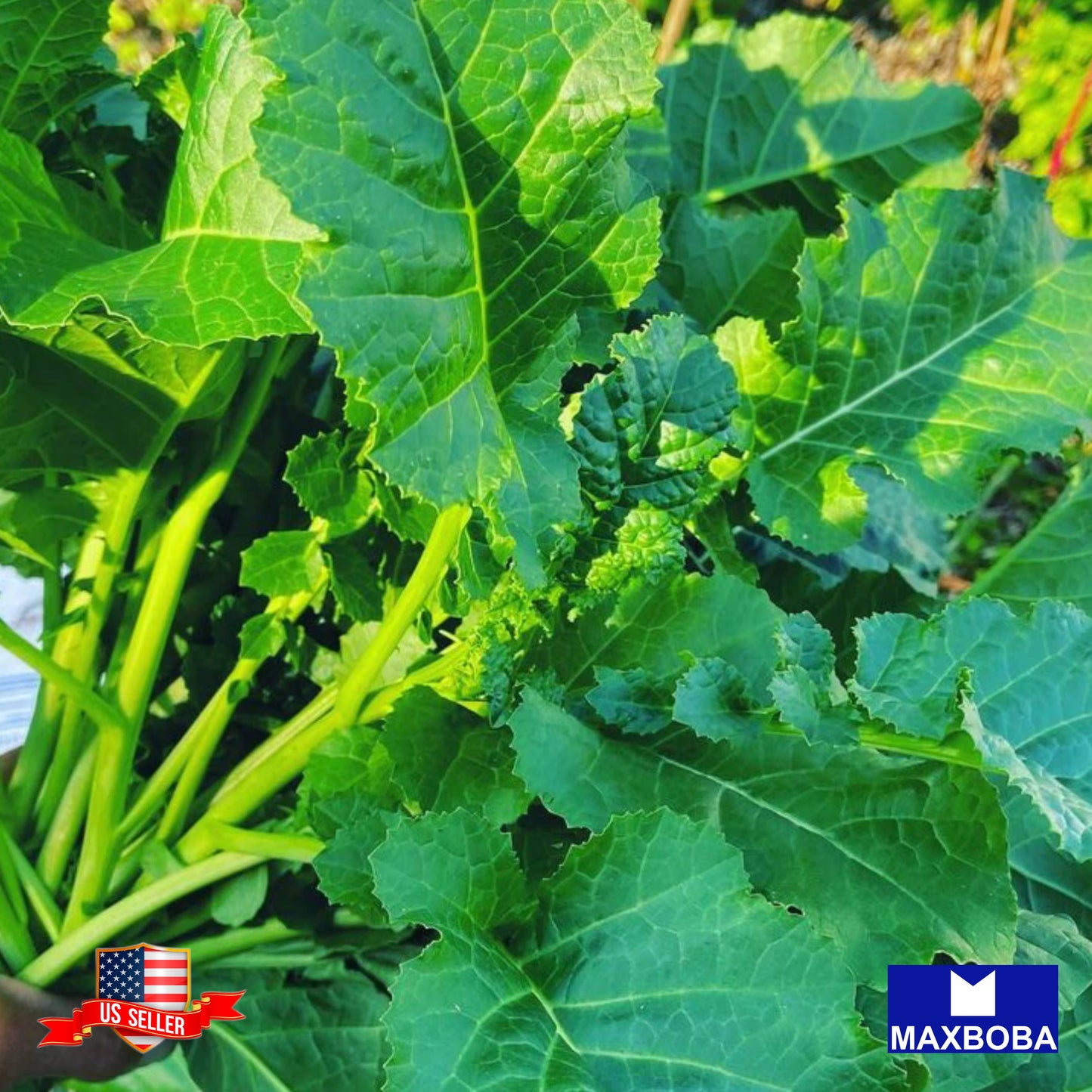 Kale Seeds Ethiopian Vegetable Heirloom Non-GMO
