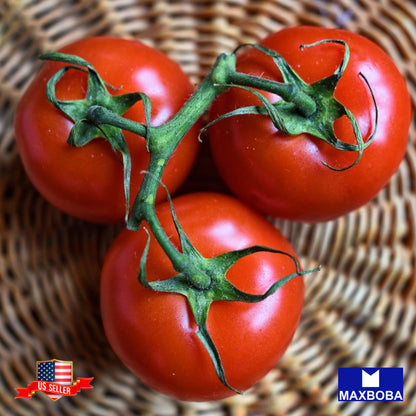 Tomato Stupice  Seeds Heirloom Vegetable Non-GMO