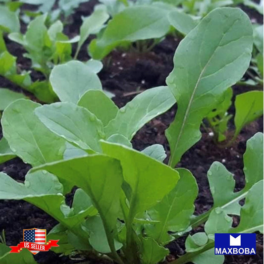 Arugula Fresh Seeds - Rocket (Roquette) Non-GMO Vegetable Heirloom
