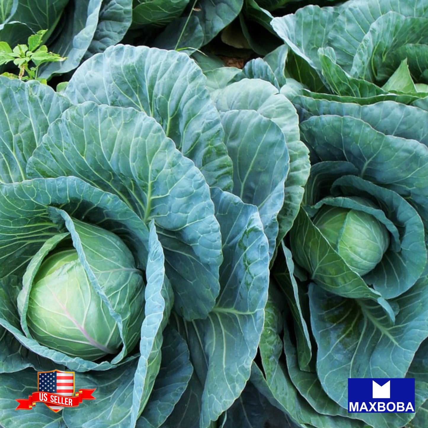 Cabbage Seeds - Early Jersey Wakefield Non-GMO / Heirloom / Vegetable Garden