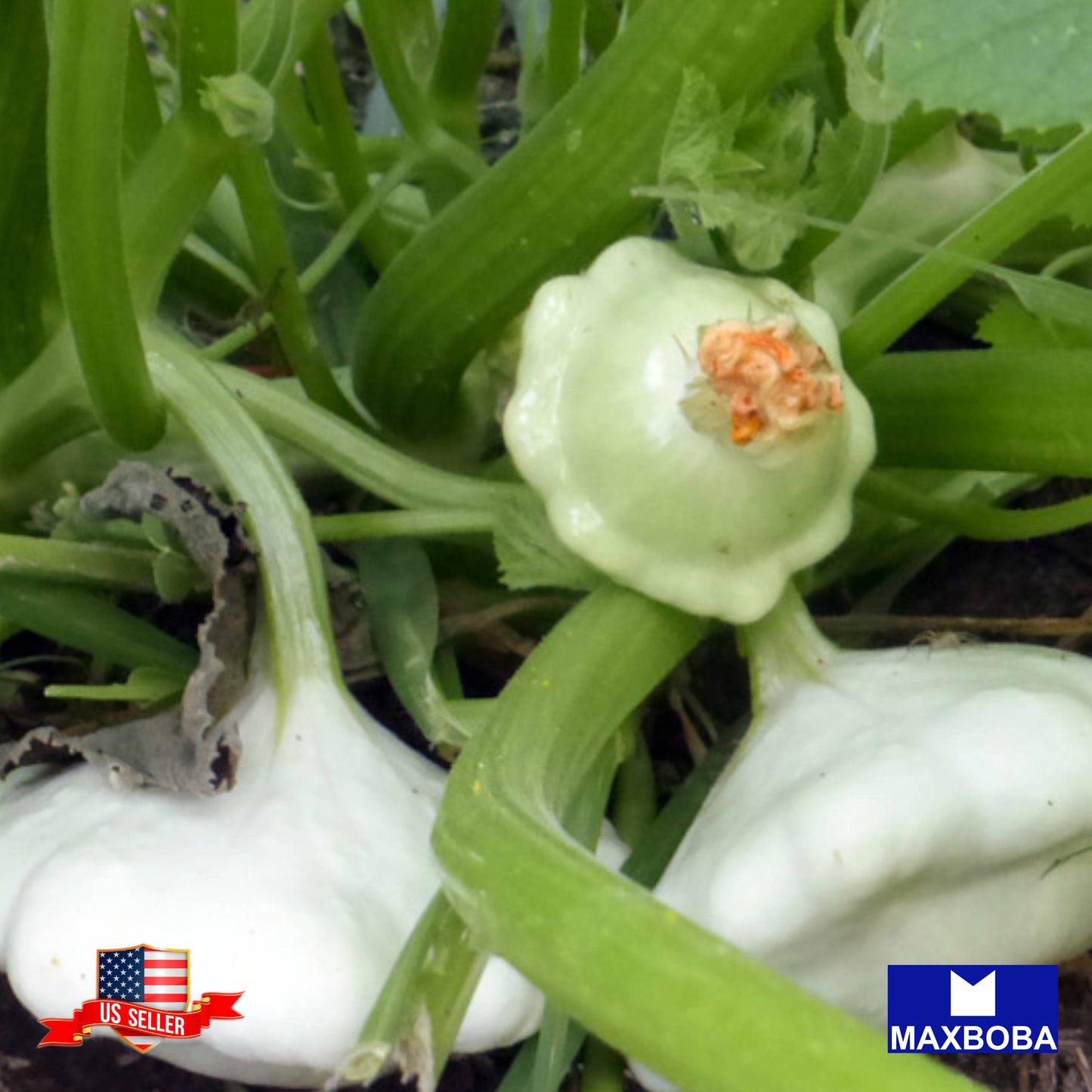 Squash Seeds Summer Early White Bush Scallop Non-GMO Heirloom Vegetable