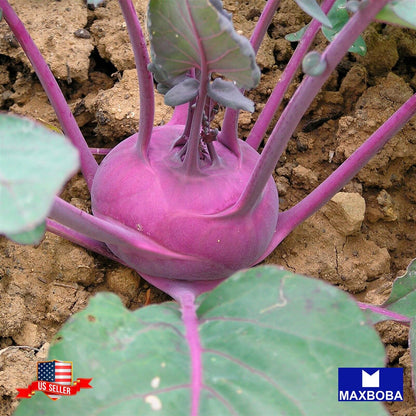 Kohlrabi Seeds Purple Vienna Non-GMO / Heirloom / Vegetable Garden Fresh