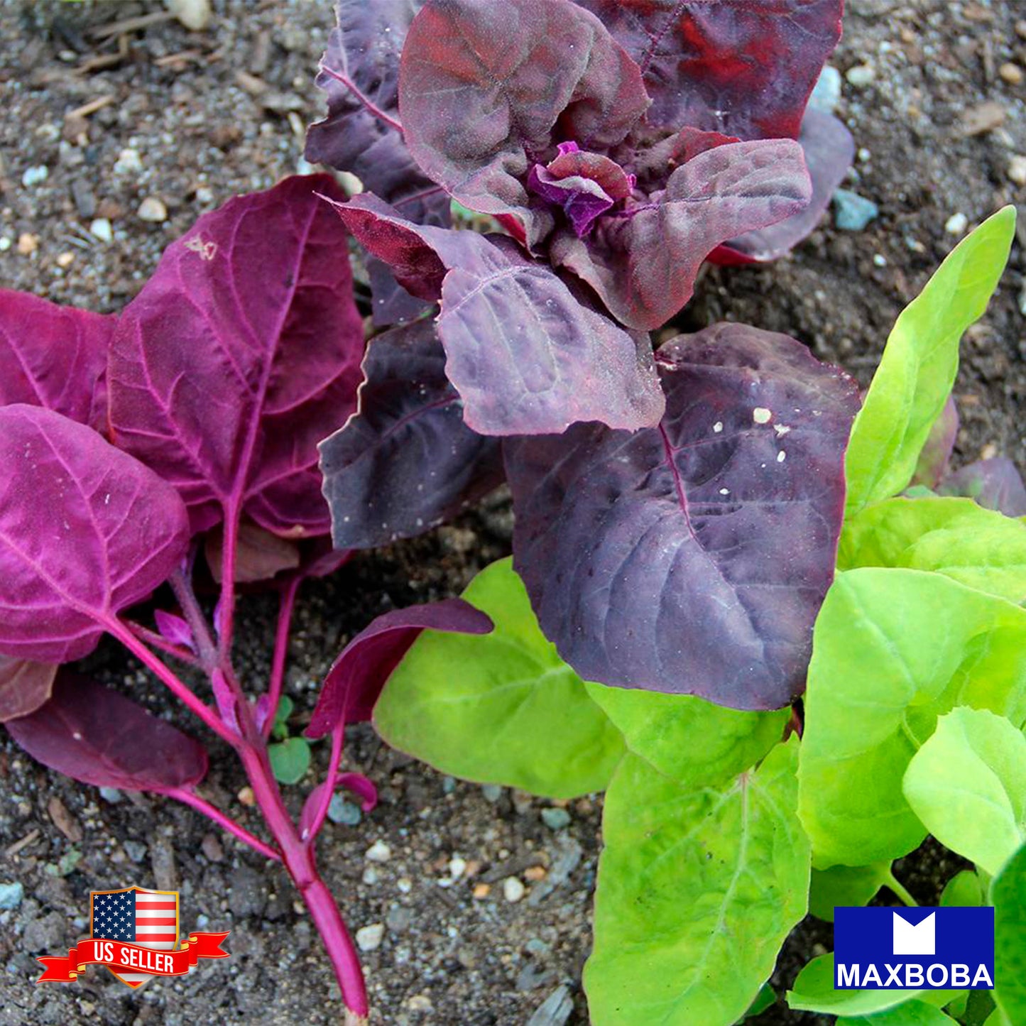 Orach Seeds - Purple Non-GMO Heirloom Vegetable Garden