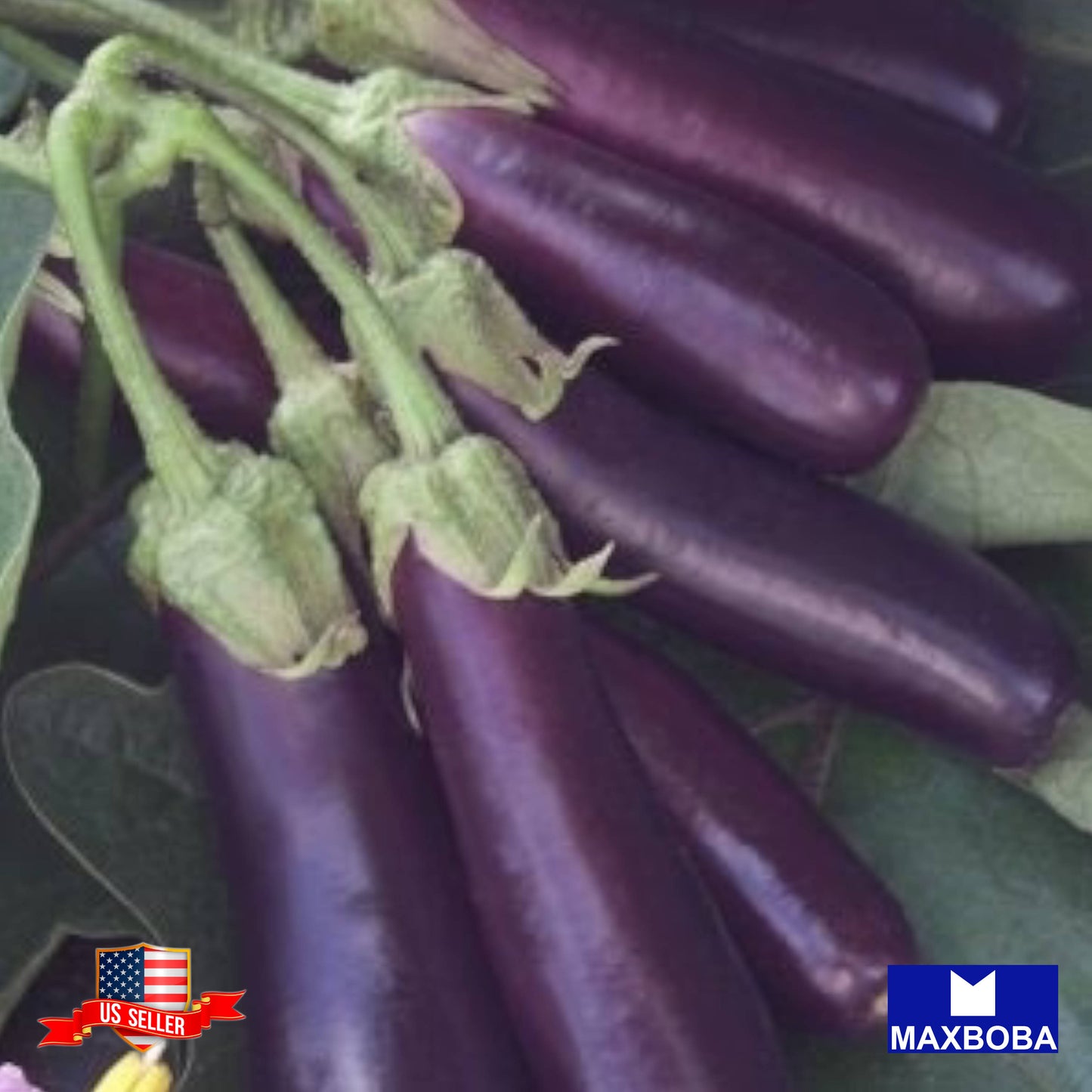 Eggplant Seeds - Long Purple Non-GMO Heirloom Vegetable