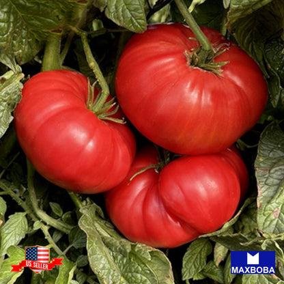 Tomato Watermelon Beefsteak Seeds Heirloom Non-GMO Vegetable