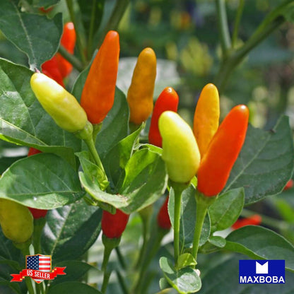 Pepper Fresh Seeds -Hot Tabasco Non-GMO Heirloom Vegetable