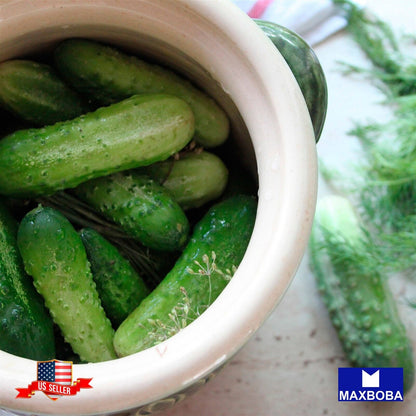 Fresh!!Cucumber Seeds - Homemade Pickles - Organic Non-GMO  Heirloom Vegetable