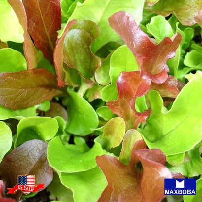 Lettuce Mixed Greens Mesclun Mix Seeds Vegetable Heirloom Non-GMO