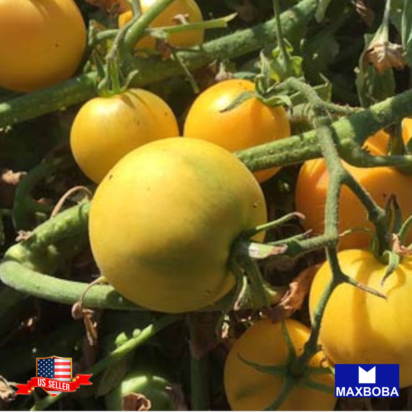 Tomato Fresh Seeds Garden Peach Non-GMO  Heirloom Vegetable