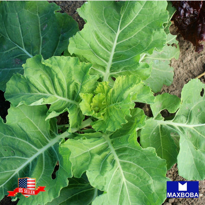 Kale Seeds - Premier Non-GMO / Heirloom / Vegetable Garden Fresh