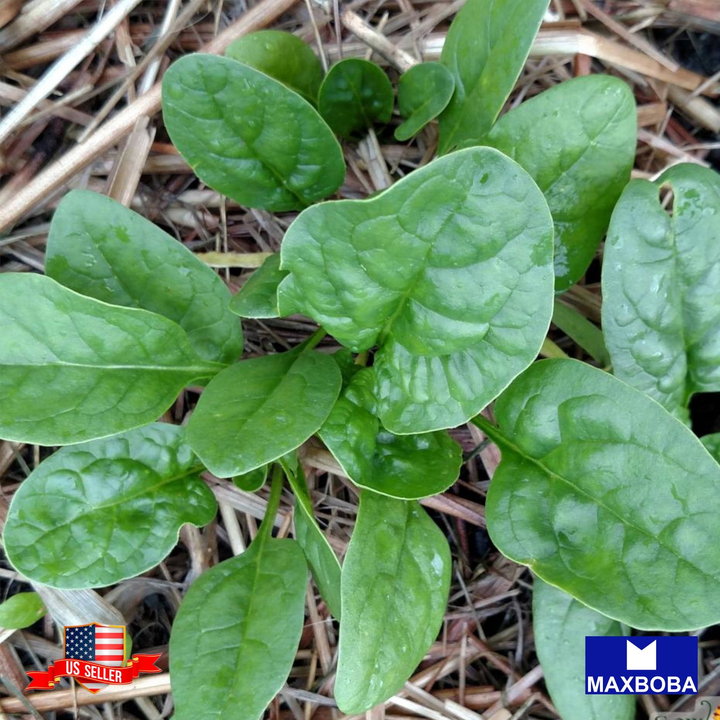 Malabar Spinach Fresh Seeds - Green Vines Supreme Non-GMO Heirloom Vegetable