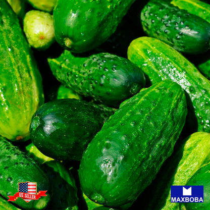 Cucumber Seeds - Ashley Non-GMO / Heirloom / Vegetable Garden Fresh