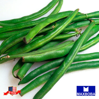 Bean Fresh Seeds Bush - Jade Non-GMO Heirloom Vegetable