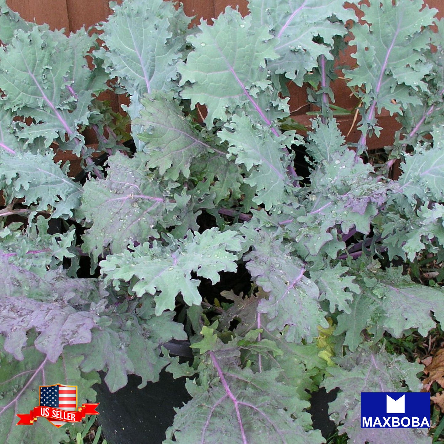 Kale Seeds - Red Russian Non-GMO / Heirloom / Vegetable Garden Fresh
