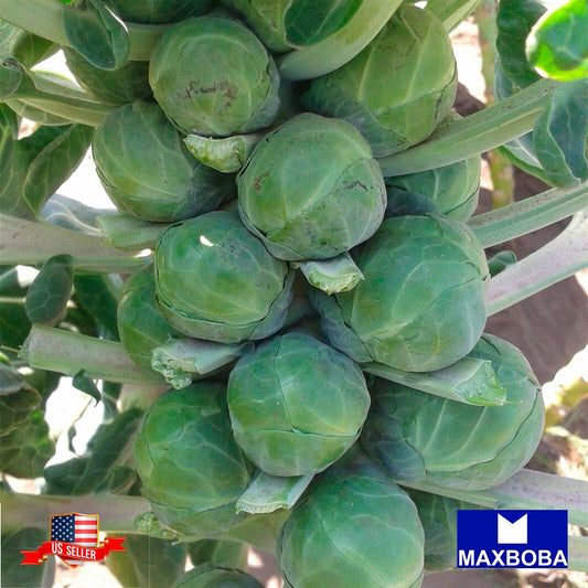 Brussels Sprouts Seeds Long Island Improved Non-GMO Heirloom Vegetable