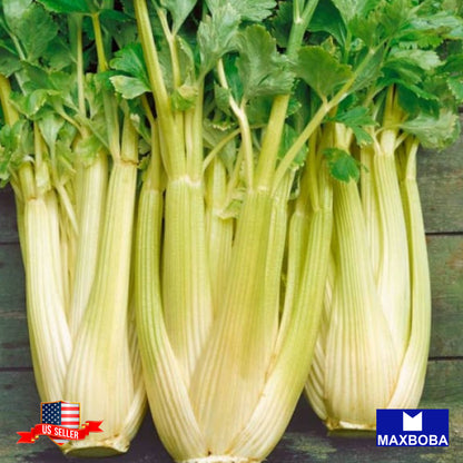 Celery Giant Golden Pascal  Seeds Heirloom Vegetable Non-GMO