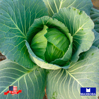 Cabbage Seeds - Early Jersey Wakefield Non-GMO / Heirloom / Vegetable Garden