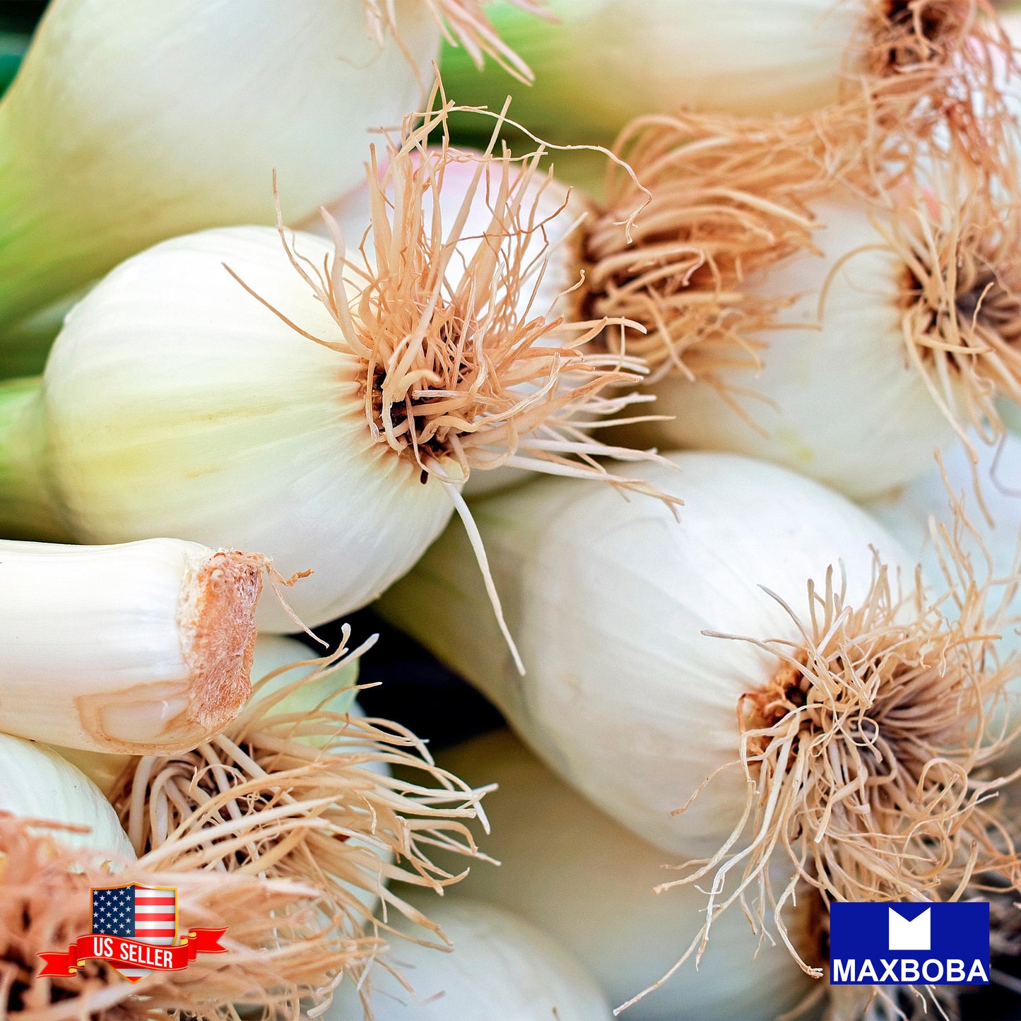 Onion Seeds - Bunching - Tokyo Long White Non-GMO / Heirloom / Vegetable Garden