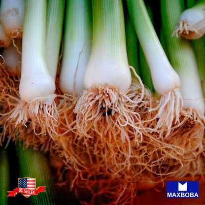 Onion Seeds - Bunching - Tokyo Long White Non-GMO / Heirloom / Vegetable Garden
