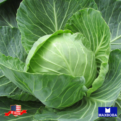 Cabbage Seeds - Golden Acre - Non-GMO / Heirloom / Vegetable
