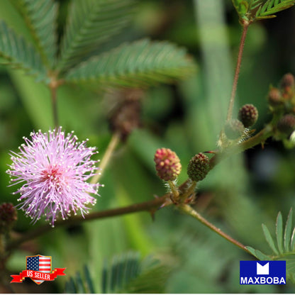 Mimosa Seeds Sensitive Plant Shy Flower Non-GMO Garden