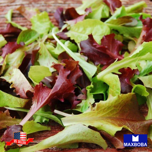 Lettuce Seeds - Mixed Greens - Gourmet Mixture Non-GMO Heirloom