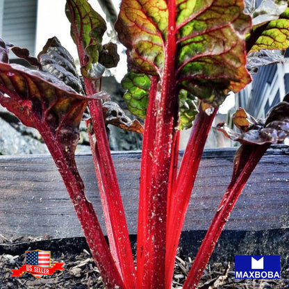 Fresh!!Swiss Chard Seeds - Ruby Red - Organic Non-GMO Heirloom Vegetable Garden