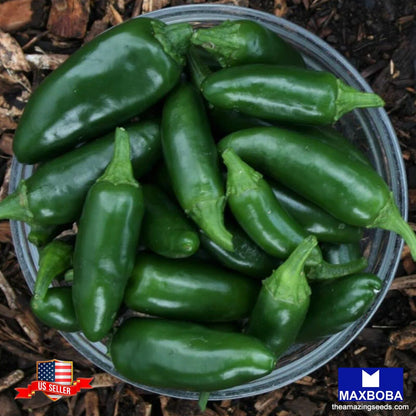 Non-GMO Pepper Seeds - Hot - Jalapeno Early Heirloom