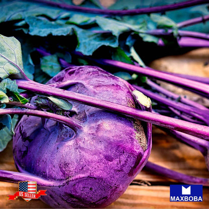 Kohlrabi Seeds Purple Vienna Non-GMO / Heirloom / Vegetable Garden Fresh