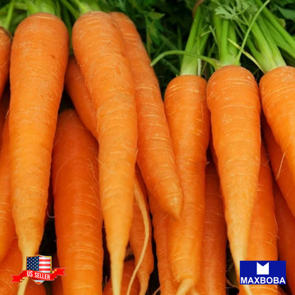 Carrot Imperator 58 Seeds Non-GMO Heirloom Vegetable Garden